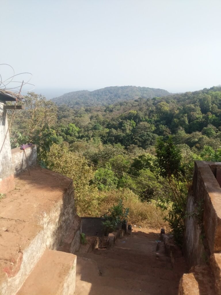 Dandeli forest view